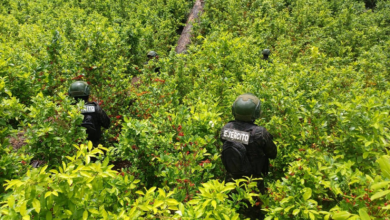 Fuerzas Armadas aseguran plantación de coca en el Caribe hondureño