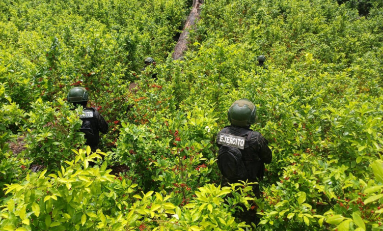 Fuerzas Armadas aseguran plantación de coca en el Caribe hondureño