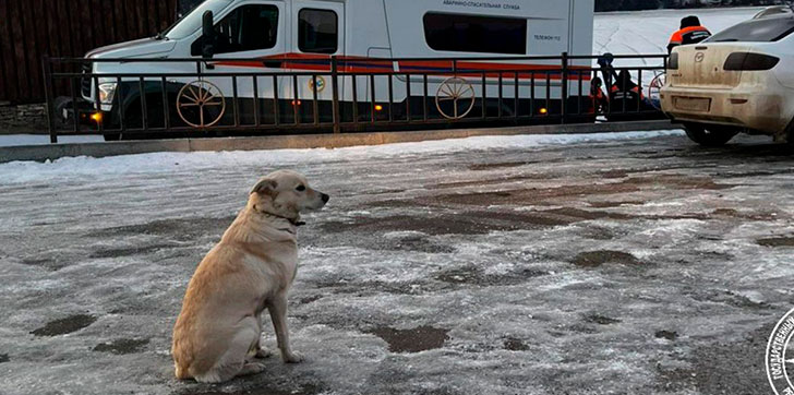 Una perra fiel espera a su amo fallecido en un río congelado en Rusia