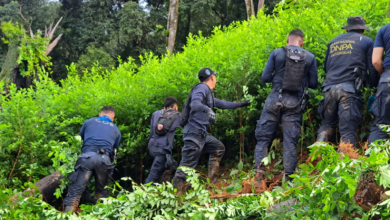 Erradican 50,000 arbustos de hoja de coca en el Parque Nacional Pico Bonito