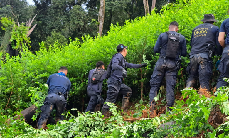 Erradican 50,000 arbustos de hoja de coca en el Parque Nacional Pico Bonito