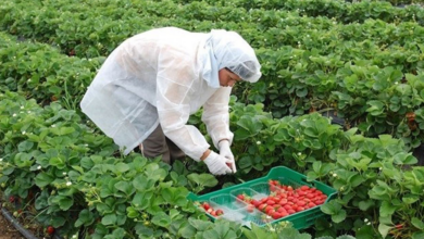 Honduras y España firman acuerdo para la contratación de 500 trabajadores agrícolas en 2025