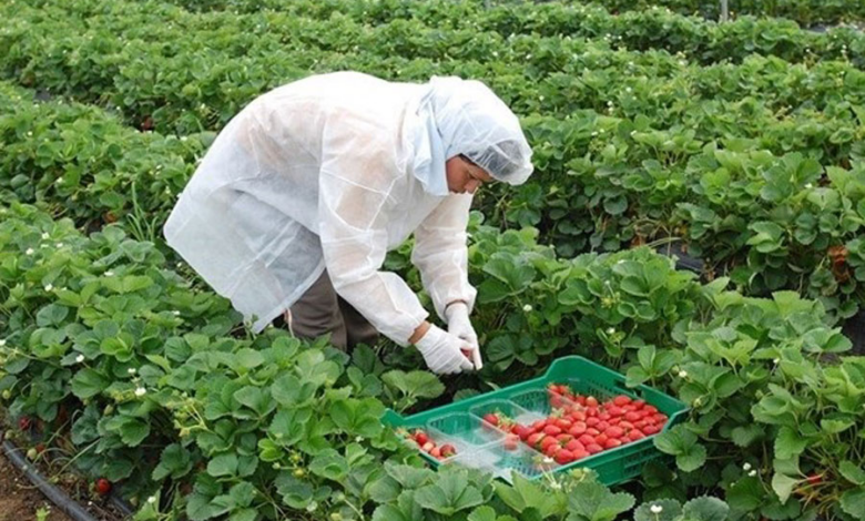 Honduras y España firman acuerdo para la contratación de 500 trabajadores agrícolas en 2025