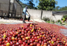 Honduras exportará 10,000 toneladas de Café a China, según la SAG