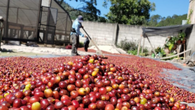 Honduras exportará 10,000 toneladas de Café a China, según la SAG