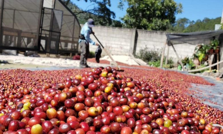 Honduras exportará 10,000 toneladas de Café a China, según la SAG