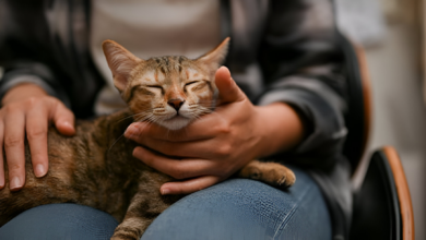 Mujer demanda a su esposo por dedicar más atención a su gato que a ella