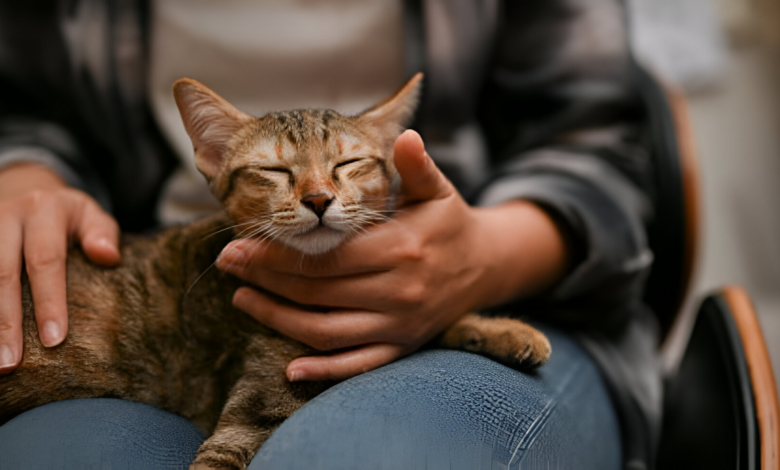 Mujer demanda a su esposo por dedicar más atención a su gato que a ella