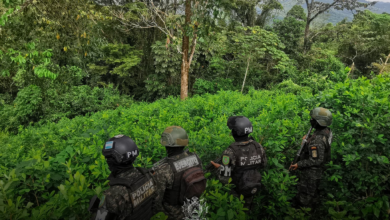 FFAA asegura 21,900 arbustos de hoja de coca en Colón