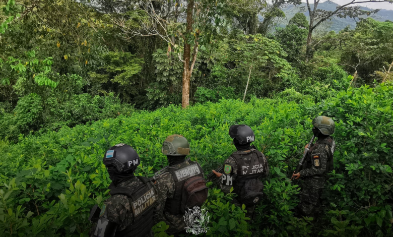 FFAA asegura 21,900 arbustos de hoja de coca en Colón