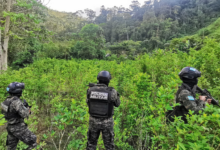 FF. AA. aseguran plantación de hoja de coca en Sabá, Colón