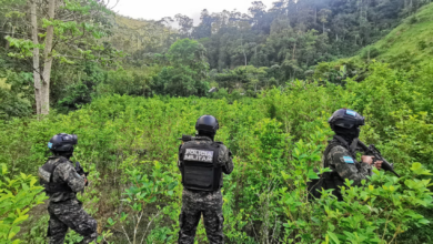 FF. AA. aseguran plantación de hoja de coca en Sabá, Colón