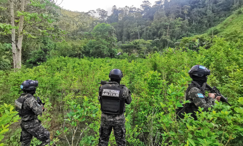 FF. AA. aseguran plantación de hoja de coca en Sabá, Colón