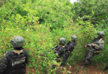Destruyen plantaciones de coca y marihuana en Colón