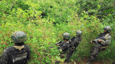 Destruyen plantaciones de coca y marihuana en Colón